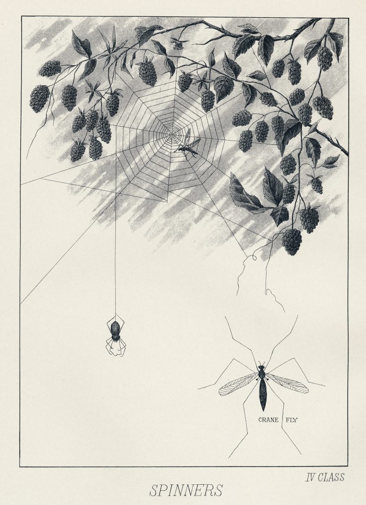 Mary Orvis Marbury 1892 Favourite Flies and their Histories.