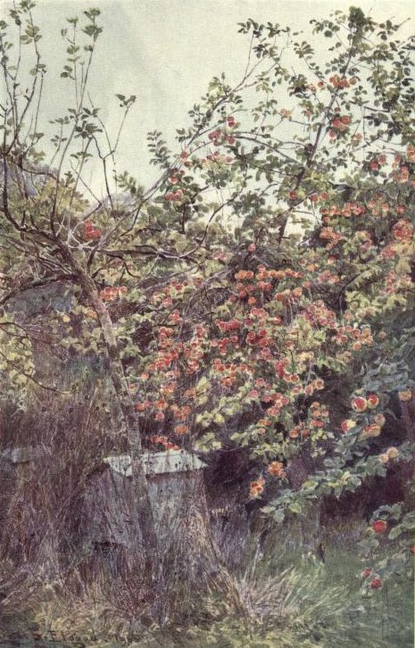 Growing a Memory Garden_Blog Feature Image_CMA