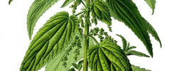 Nettles — The Most Powerful Herb In Your Garden_Blog Feature Image_CMA