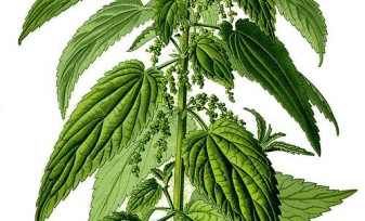 Nettles — The Most Powerful Herb In Your Garden_Blog Feature Image_CMA
